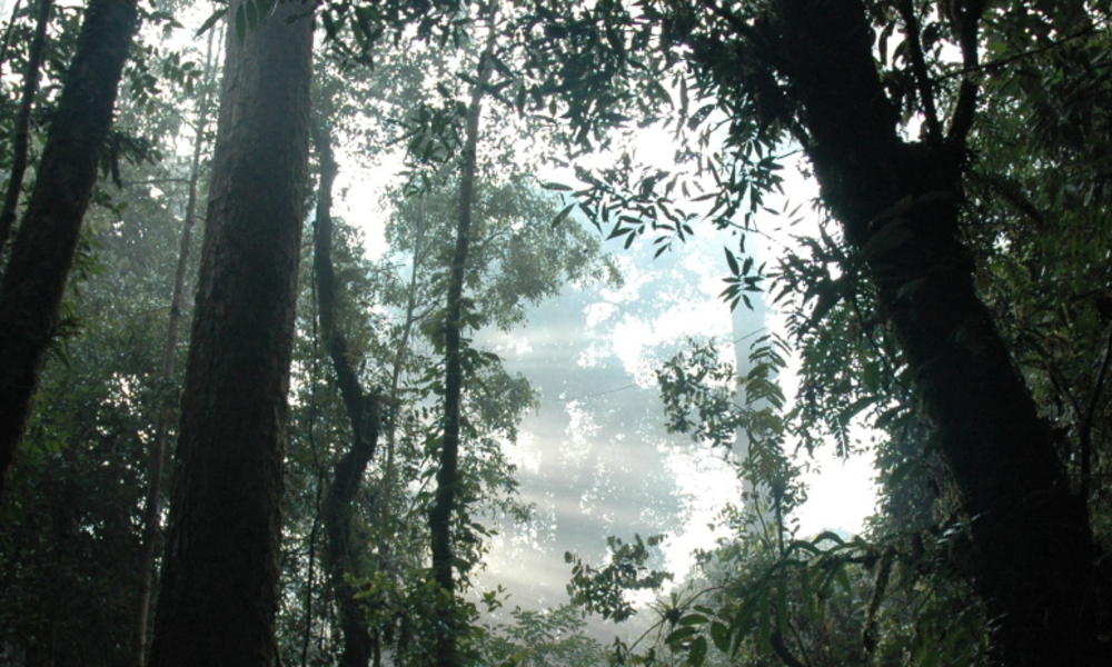 Tropical forest in Sumatra
