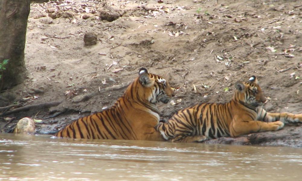 Tigress and cub in India