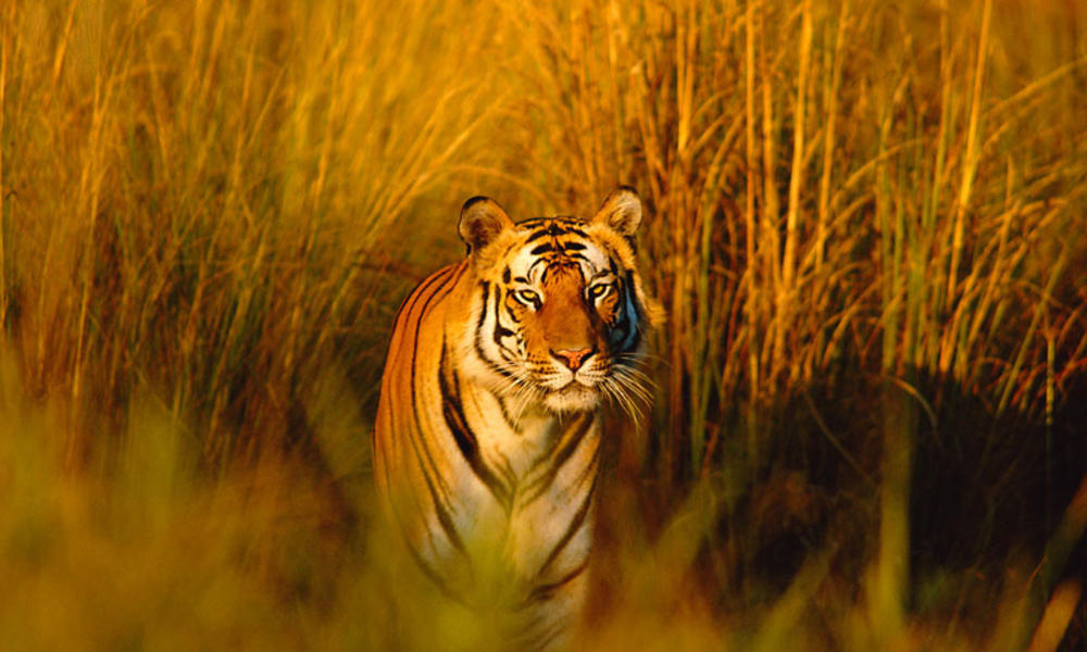 Bengal tiger in field