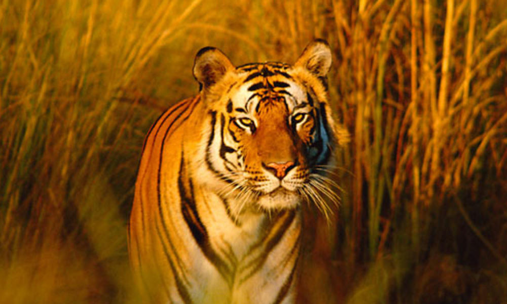Bengal tiger in field