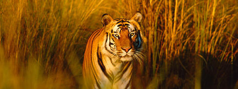 Bengal tiger in field