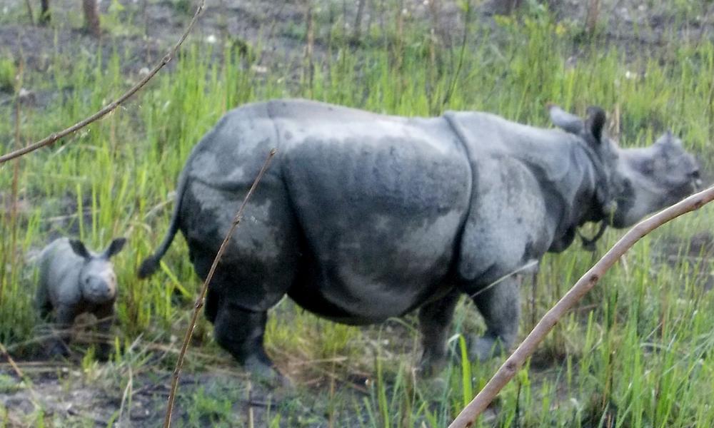 Rhino and Calf