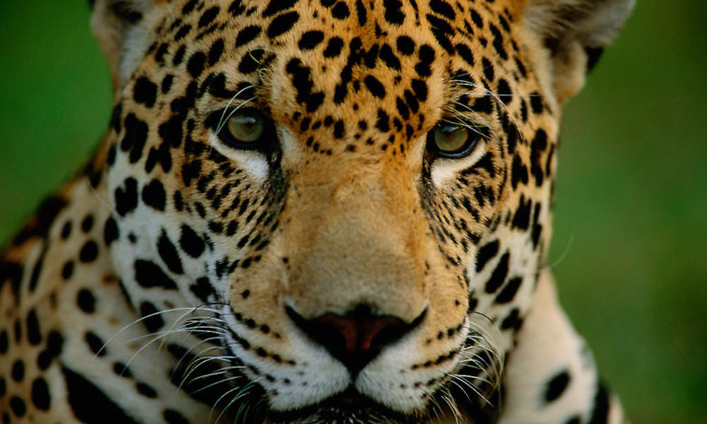 Jaguar_hero_image | Photos | WWF