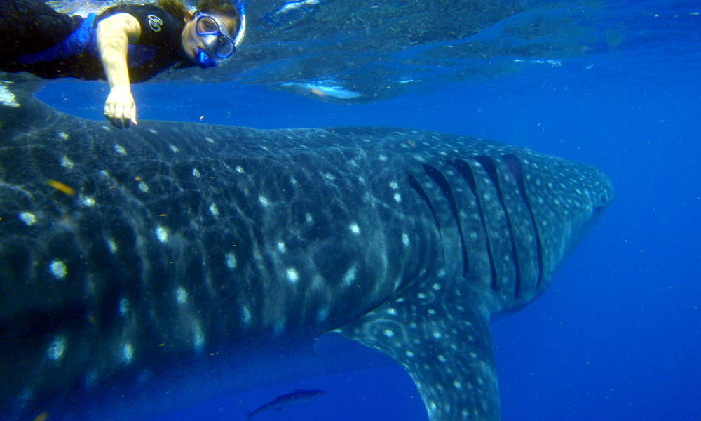 Mexico S Whale Sharks Tours Wwf