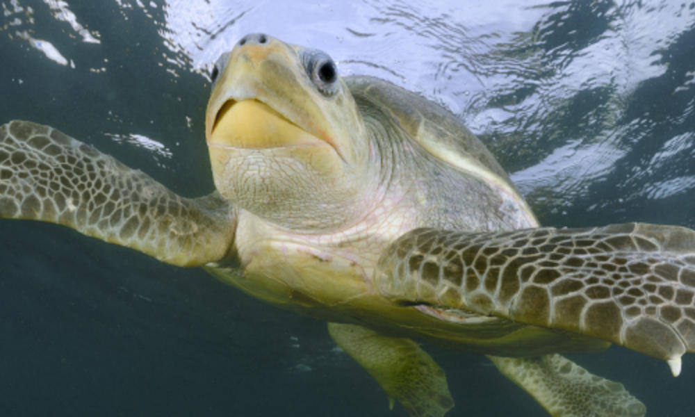 Eastern Pacific Turtle Swimming