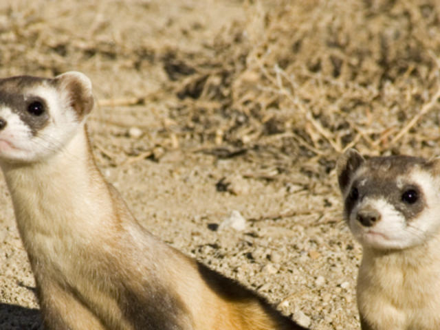 Black Footed Ferret Species Wwf 5739