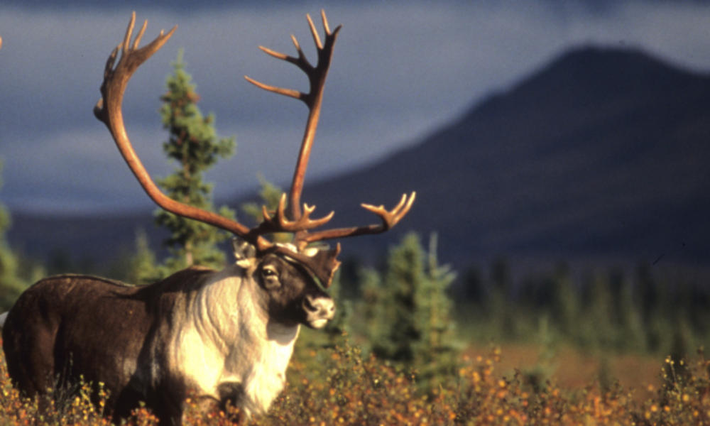 Caribou in field