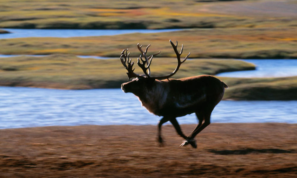 Caribou running