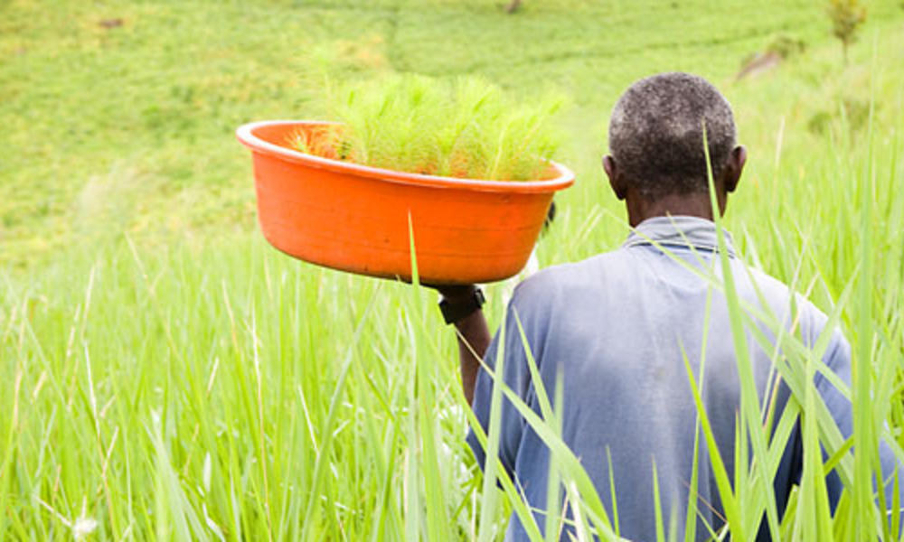 Man walking through grass