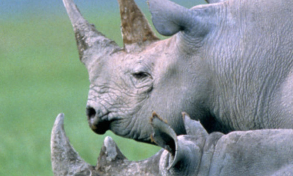 Two black rhinos