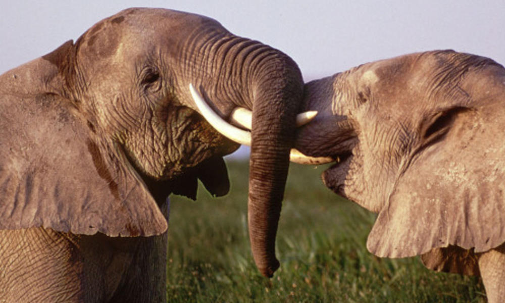 elephants