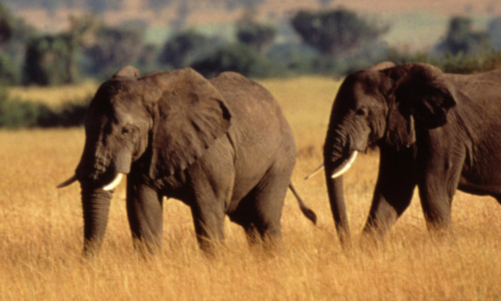 AFrican elephants