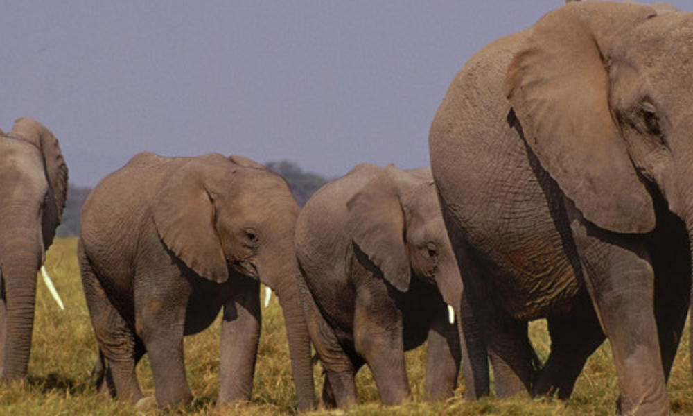 AFrican elephants