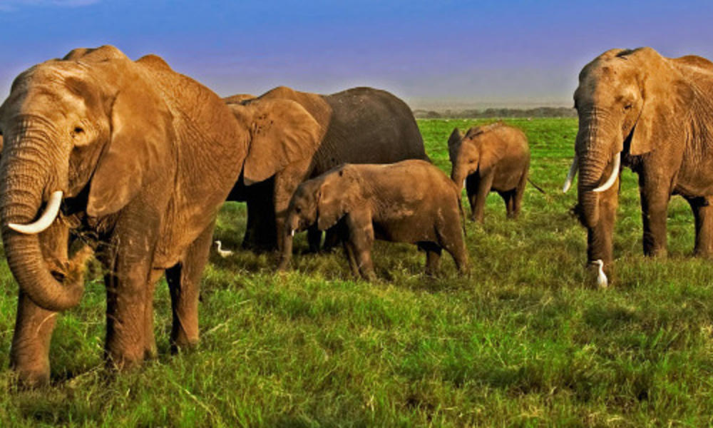 Elephants and mountain