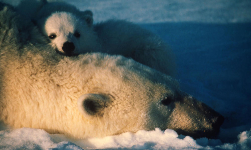 Polar bear mom and cub