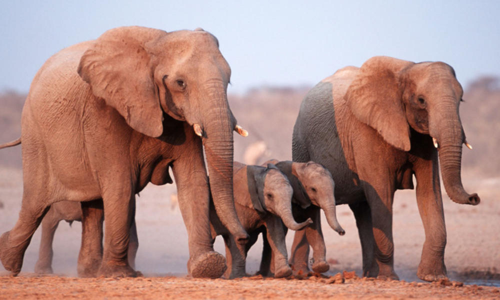 Elephant Group