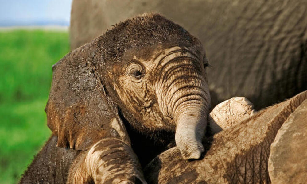 Elephant calf