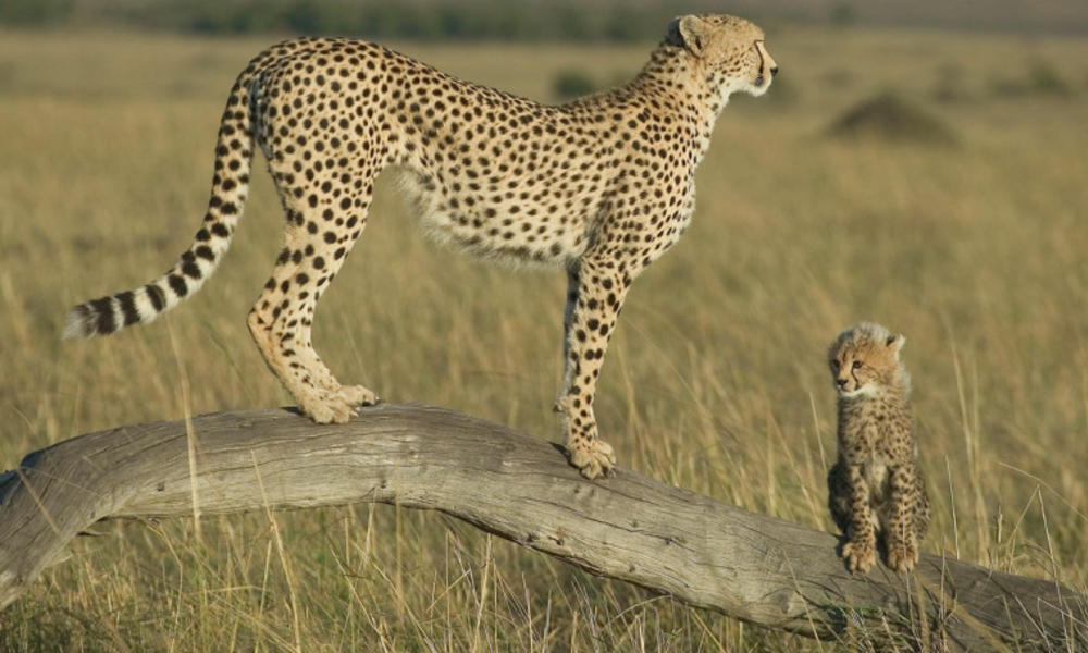 Cheetah and cub