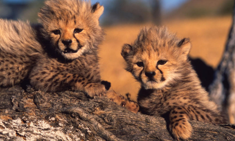 cheetah cubs