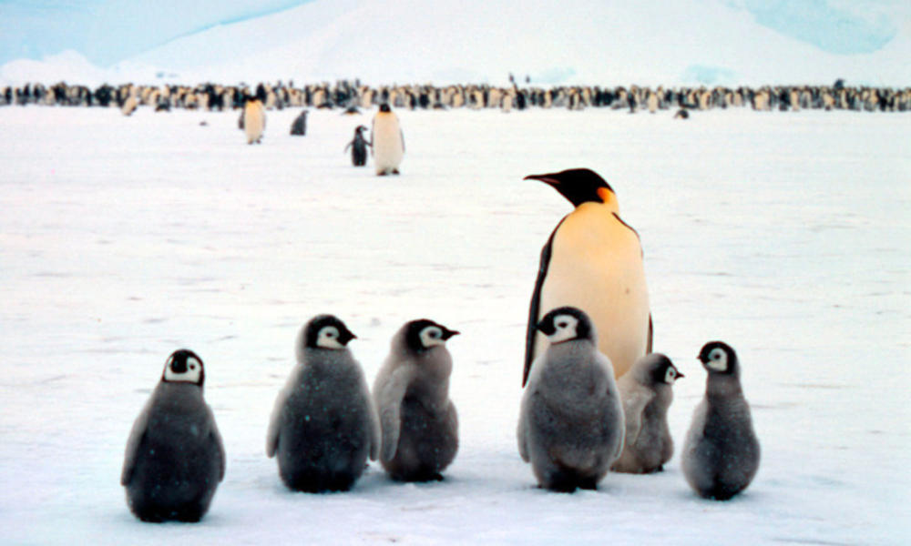 Emperor penguin babies