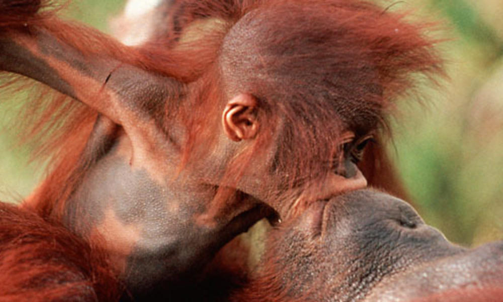 Orangutans