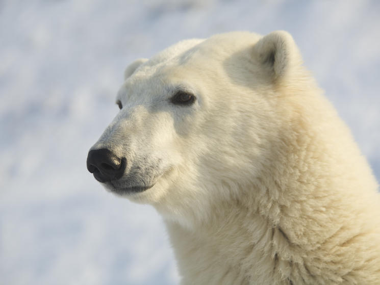 WWF and NatHab Host Special Polar Bear Webinar | Blog Posts | WWF