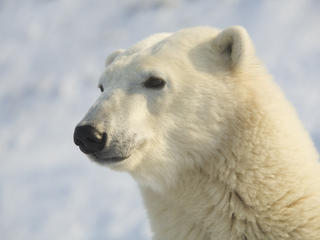 Portrait of a Polar Bear