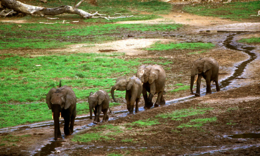 Line of elephants walking