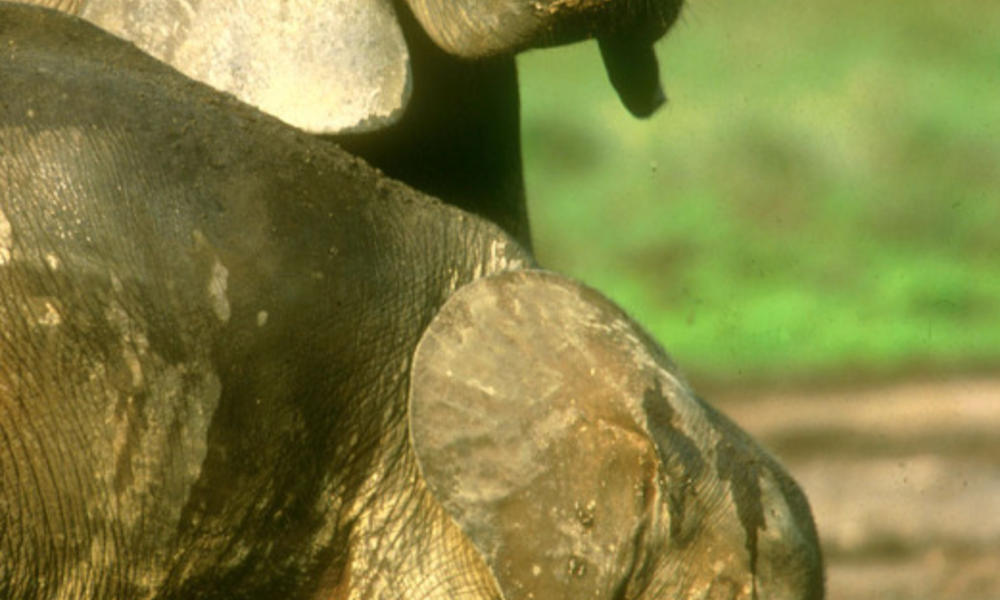 Elephants in water