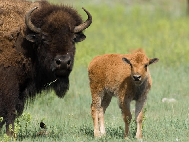 Plains Bison | Species | WWF