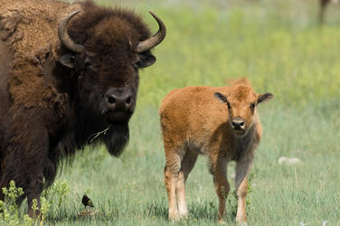Plains bison why they matter image 201436