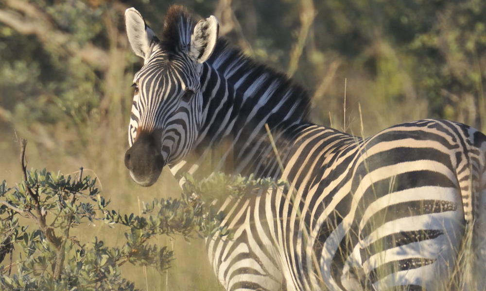 zebra