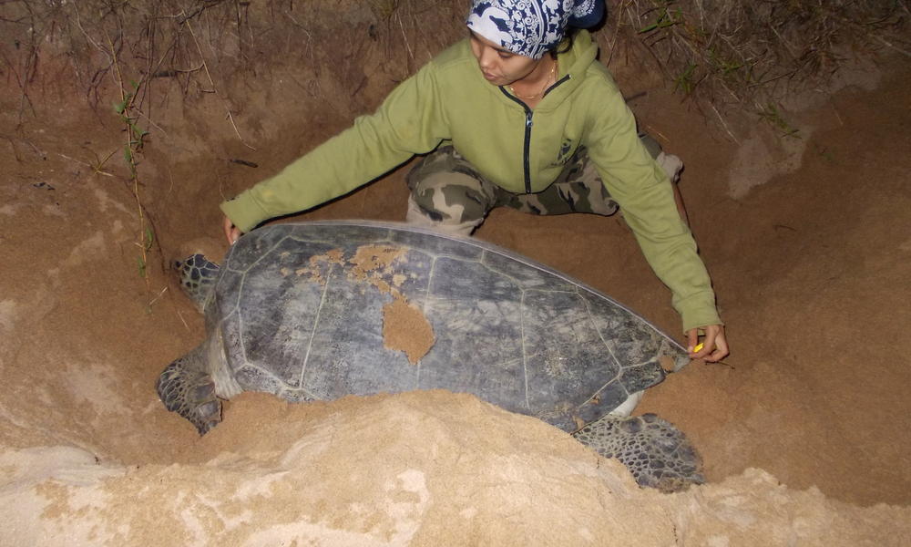 turtle monitoring