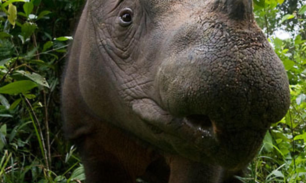Rhino in brush