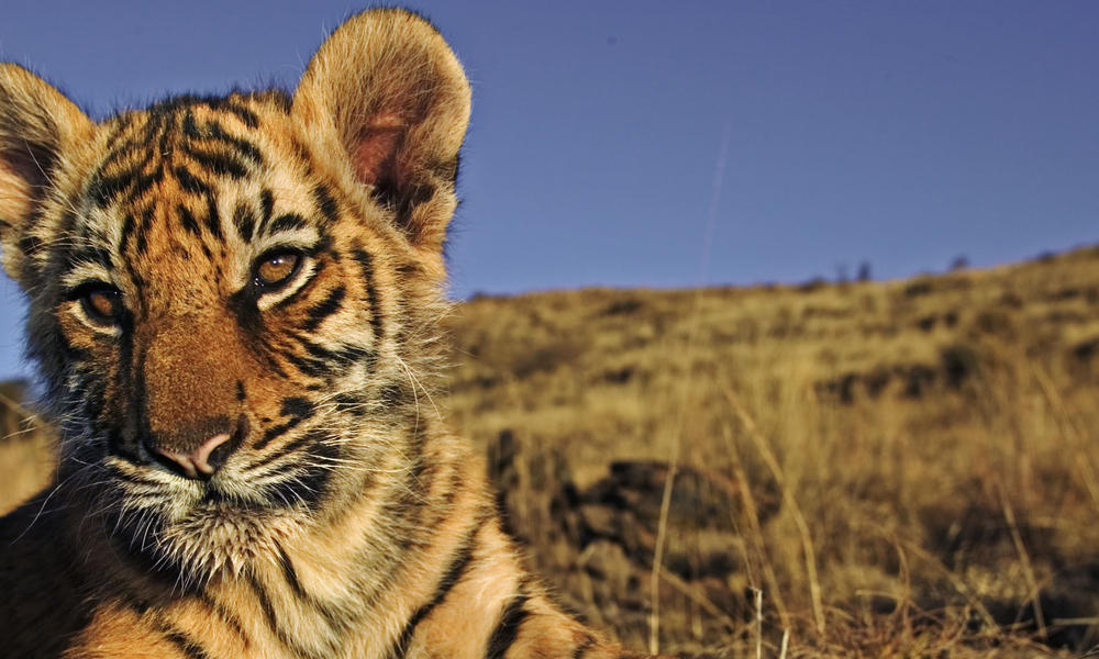 tiger cub
