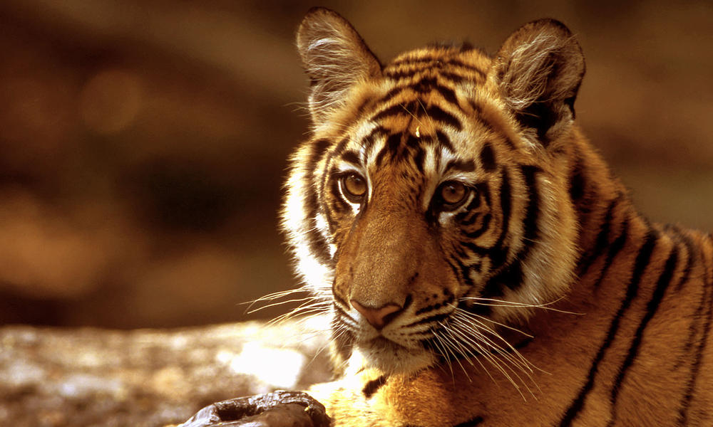 tiger on log