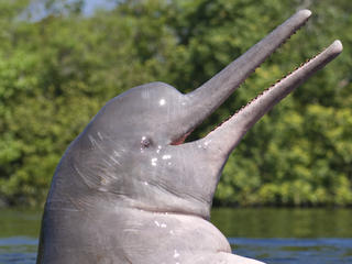 Pink river dolphin