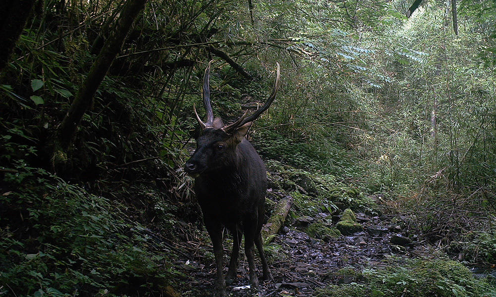 Sambar