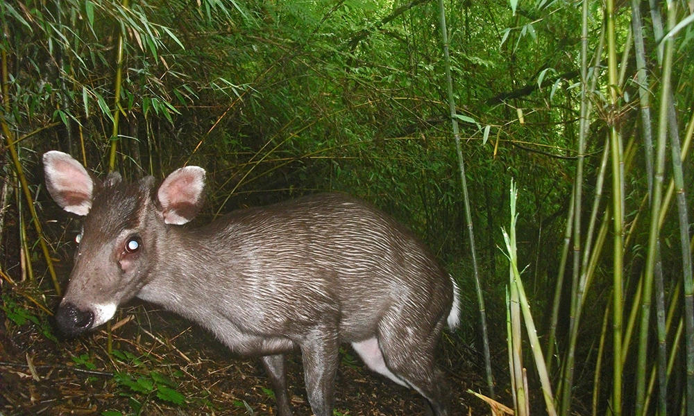 Tufted deer