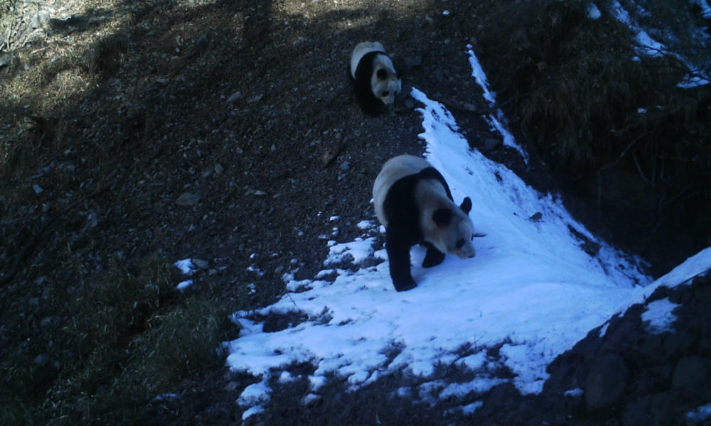 A Peek at Pandas in Their Remote Mountain Habitat | Stories | WWF