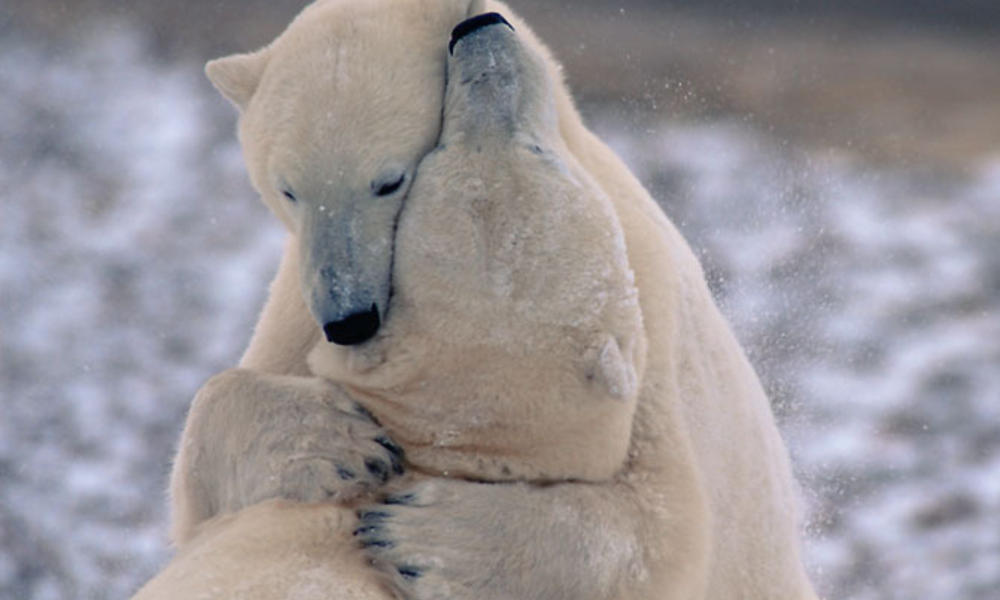 Polar bears play-fight