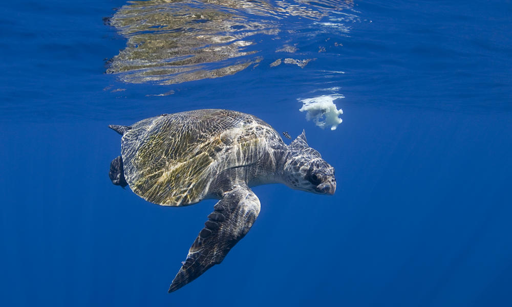 Olive Ridley Turtle Species Wwf