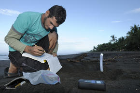 Olive Ridley Turtle Research