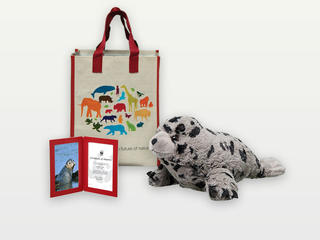 Adopt a Harbor Seal