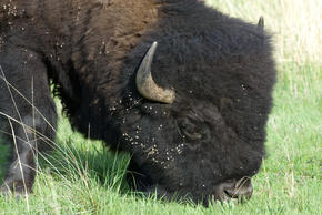 American bison (Bison bison) male with seeds on his fur. Custer State Park, South Dakota, United States