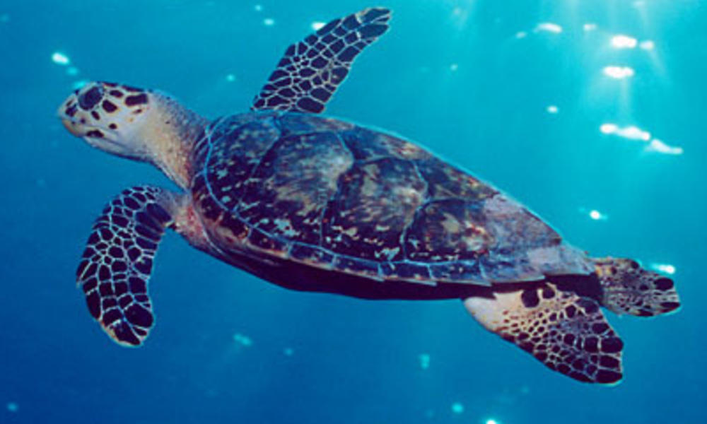 Hawksbill in Caribbean