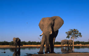 African Elephant