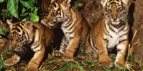 tiger cubs in Sumatra