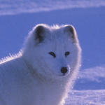 Arctic fox standing in a snow-covered landscape
