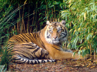 Sumatran tiger